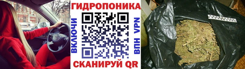 где продают наркотики  Велиж  Бошки марихуана сатива 